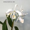 Cattleya maxima var. alba 2